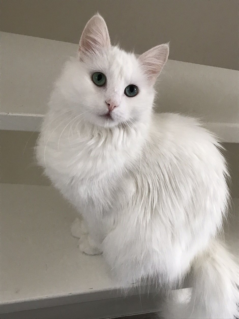 Турецкая ангора кошка