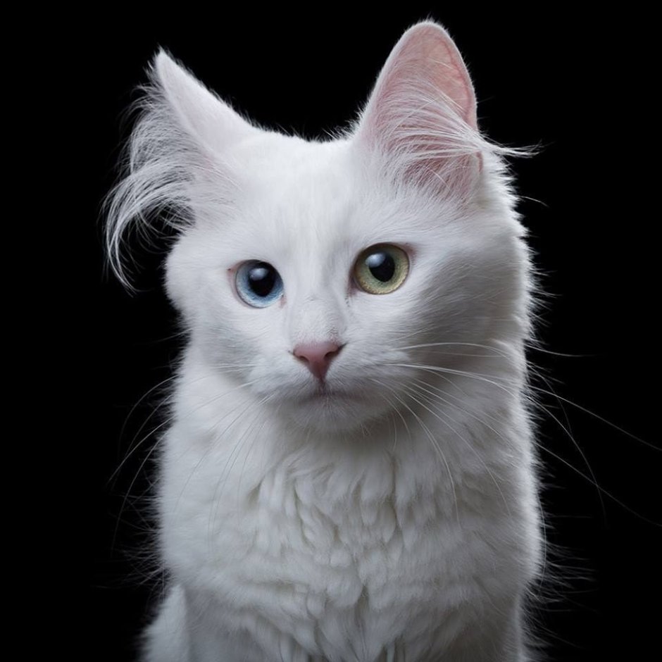 Турецкая ангорская кошка
