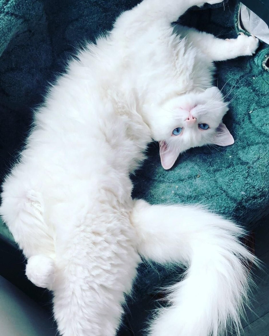 Кот американский керл белый