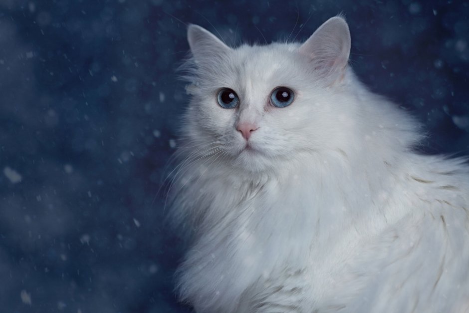 Ангорская кошка