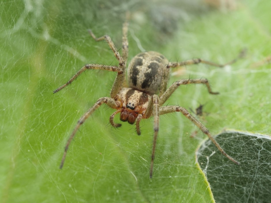 Пауки Беларуси