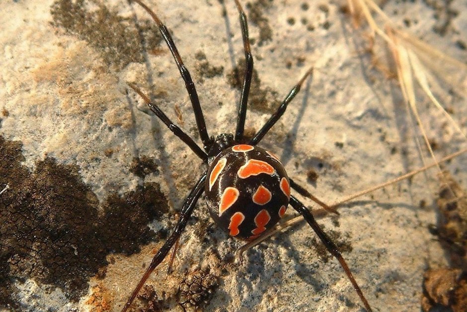 Каракурт паук паутина