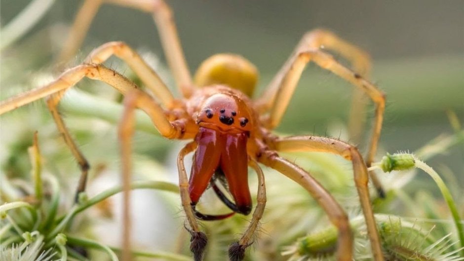 Cheiracanthium punctorium