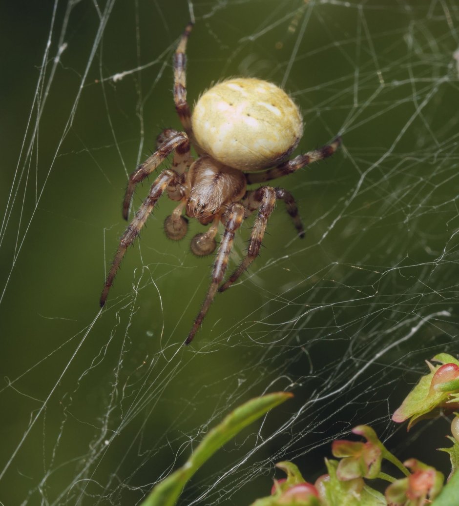 Ядовитые пауки в Татарстане