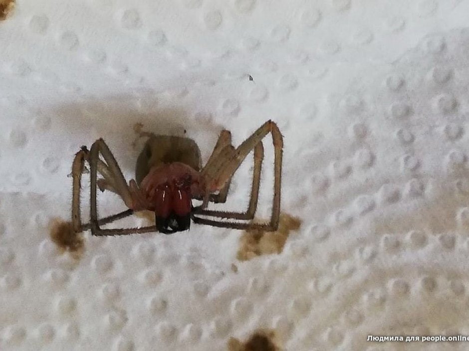 Ядовитые пауки в Омской области