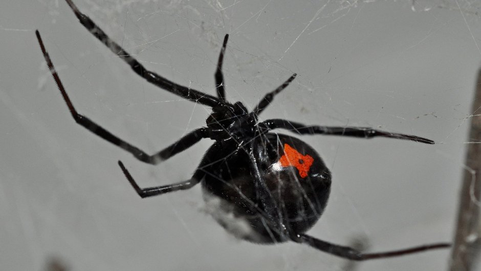 Каракурт хелицеры