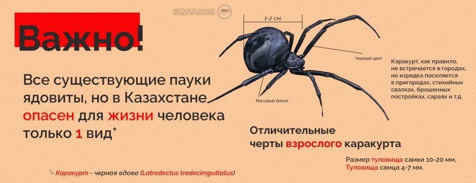Ядовитые пауки в беларуси
