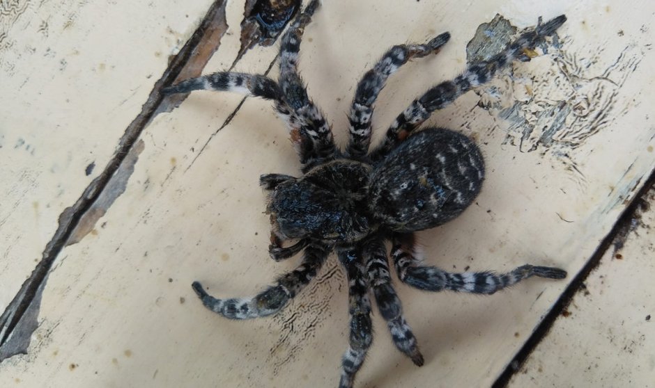 Южнорусский Тарантул черный