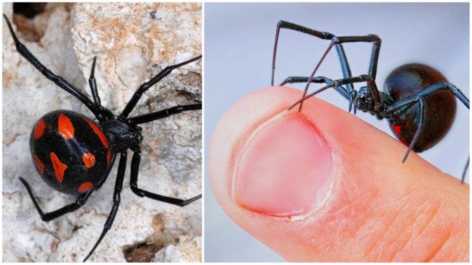 Паук Каракурт черный