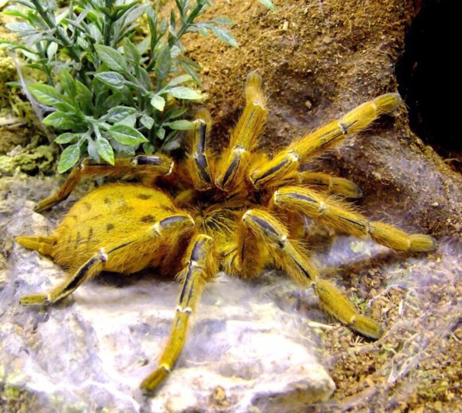 Пауки Узбекистана