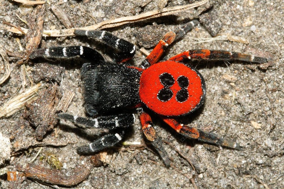 Паук эрезус чёрный