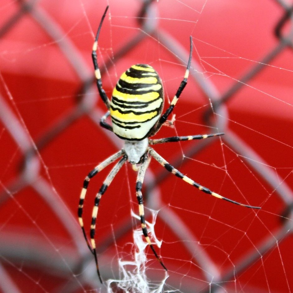 Паук Зебра Аргиопа