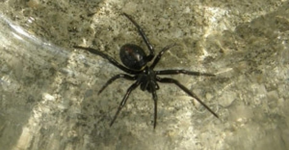 Паук Каракурт в Крыму