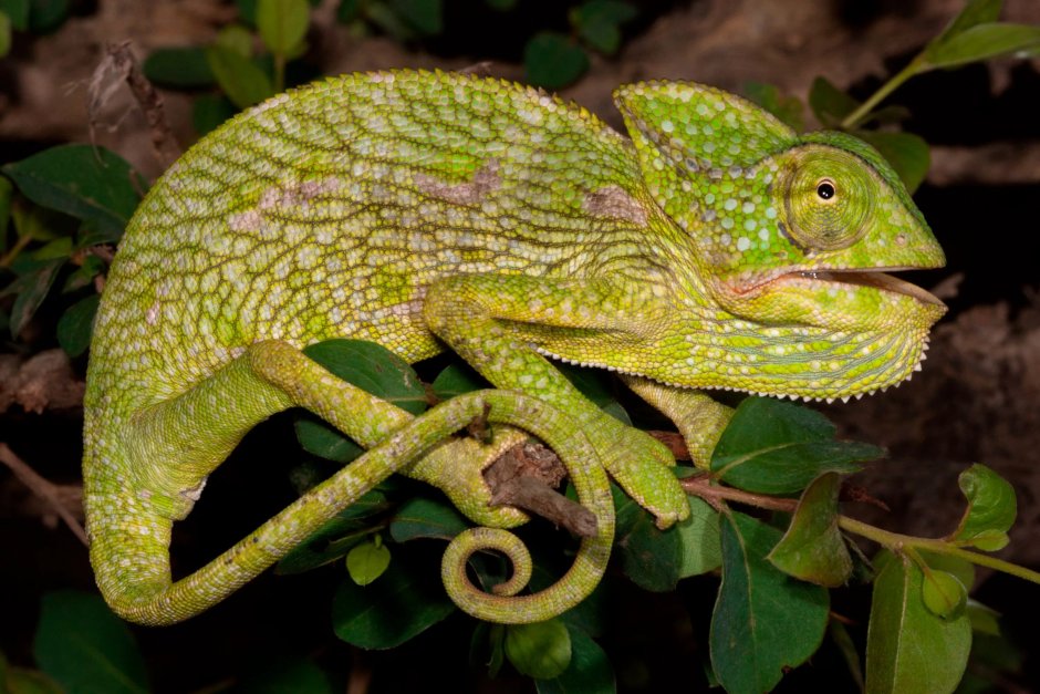 Варан Water Monitor
