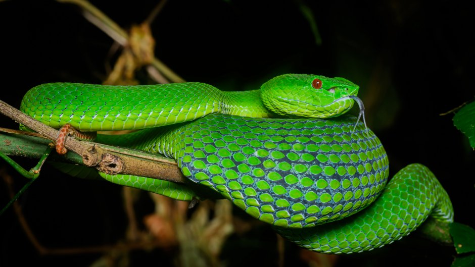 Trimeresurus gumprechti