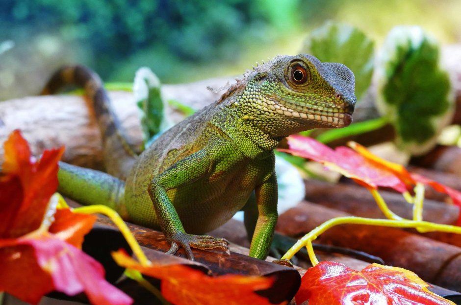 Lagarto Canario ящерица