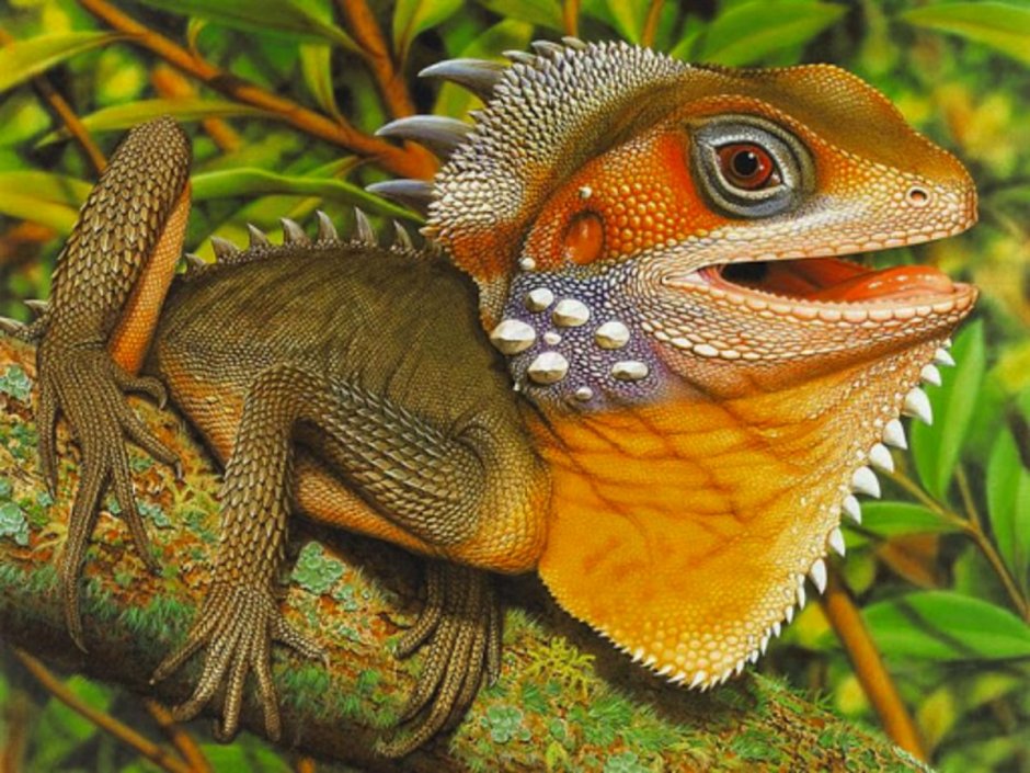 Зеленая игуана (Iguana Iguana)