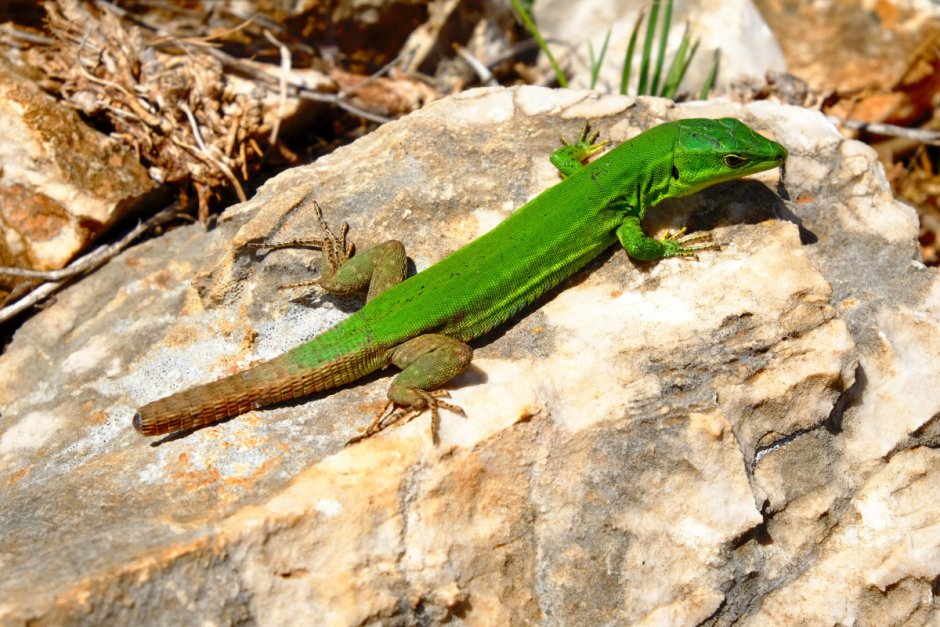 Зеленая игуана (Iguana Iguana)