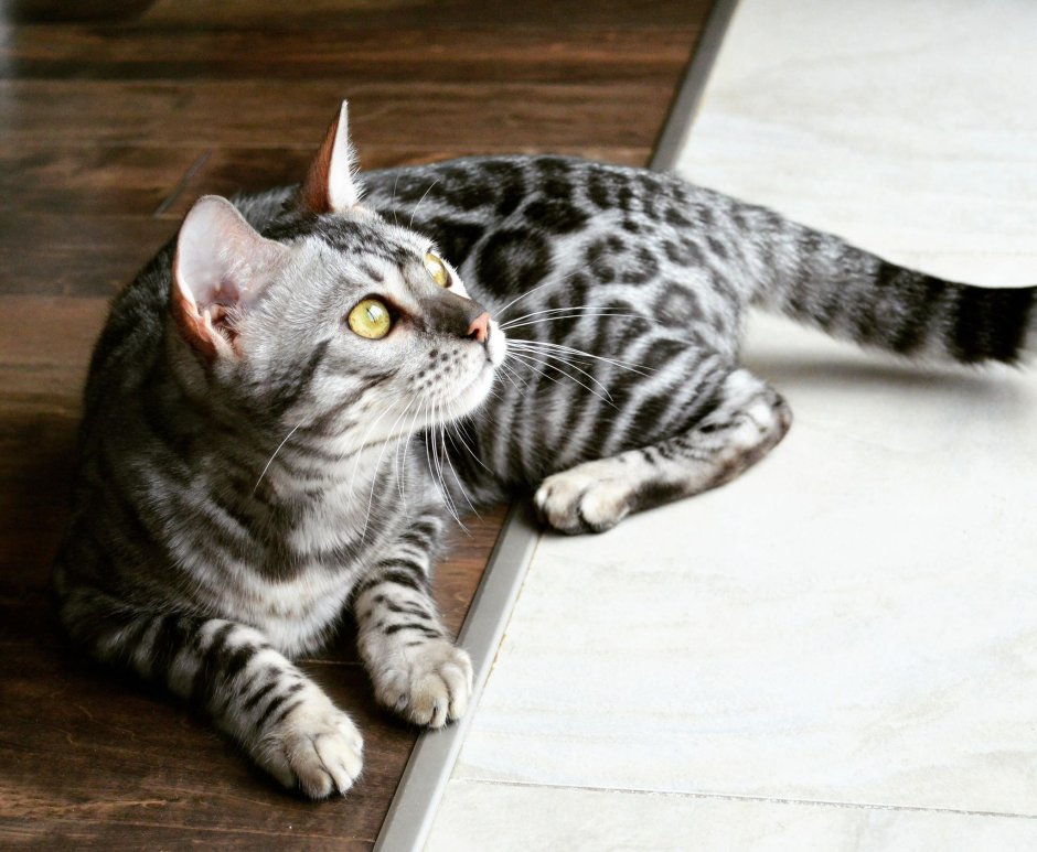Бенгальская кошка снежный Барс