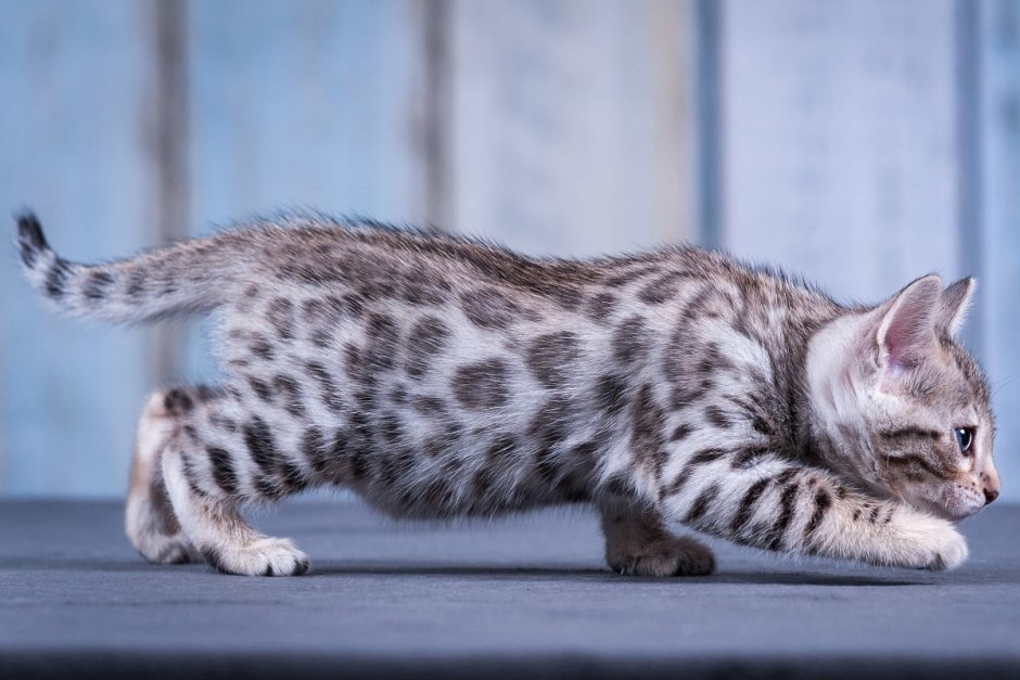 Бенгальские котята серебро