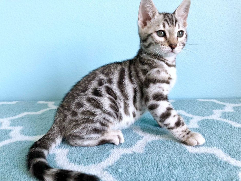 Бенгальский кот Silver tabby spotted