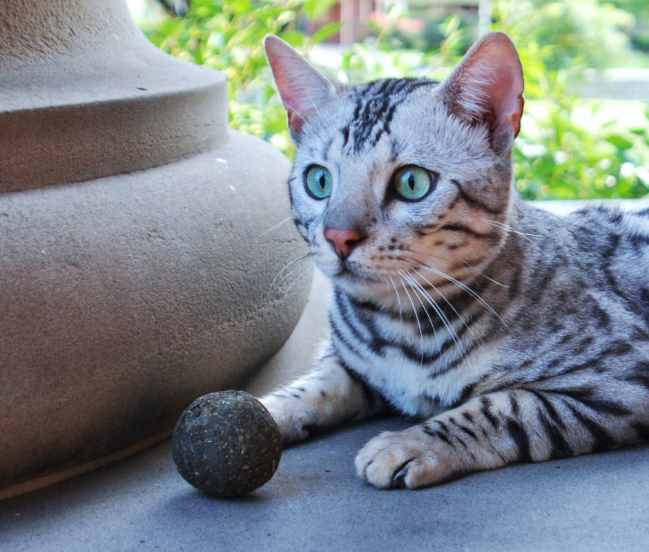 Бенгальский кот Silver tabby spotted