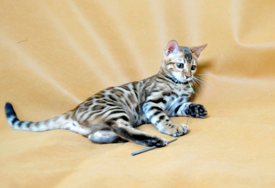 Бенгальская кошка серая