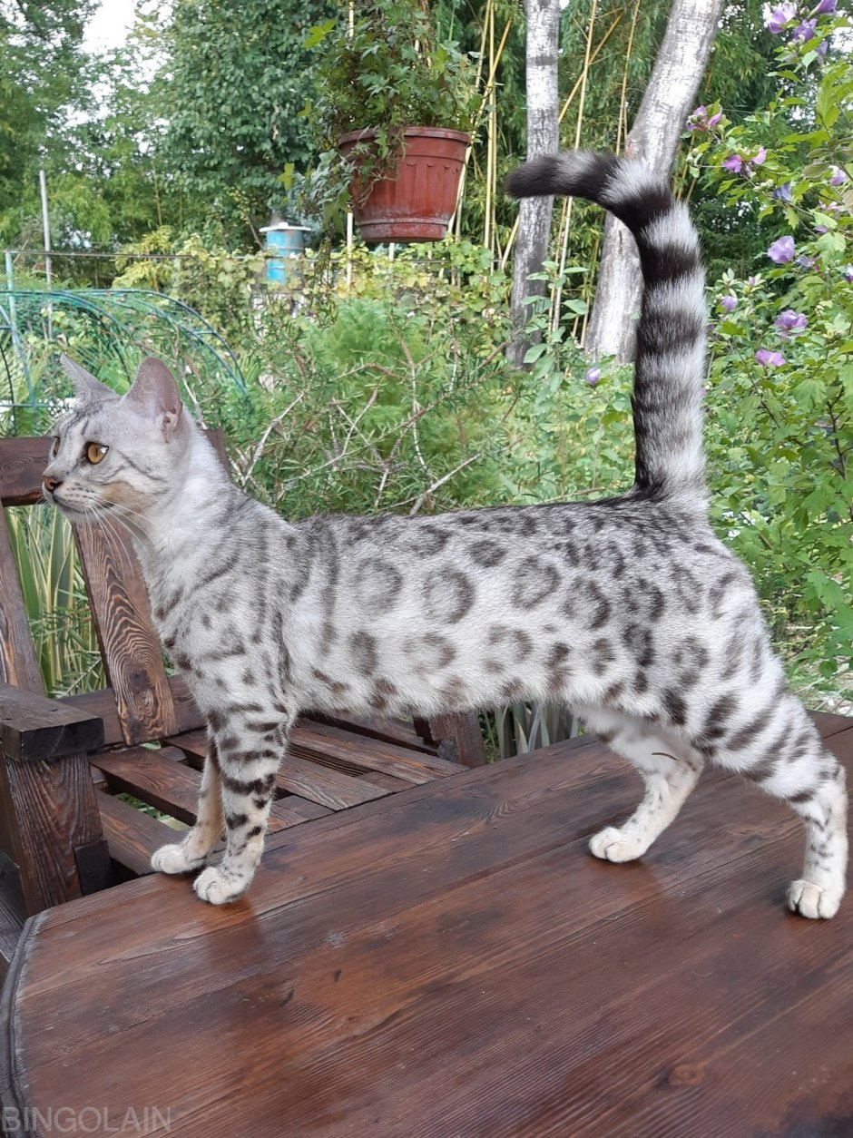Бенгальская кошка Марбл