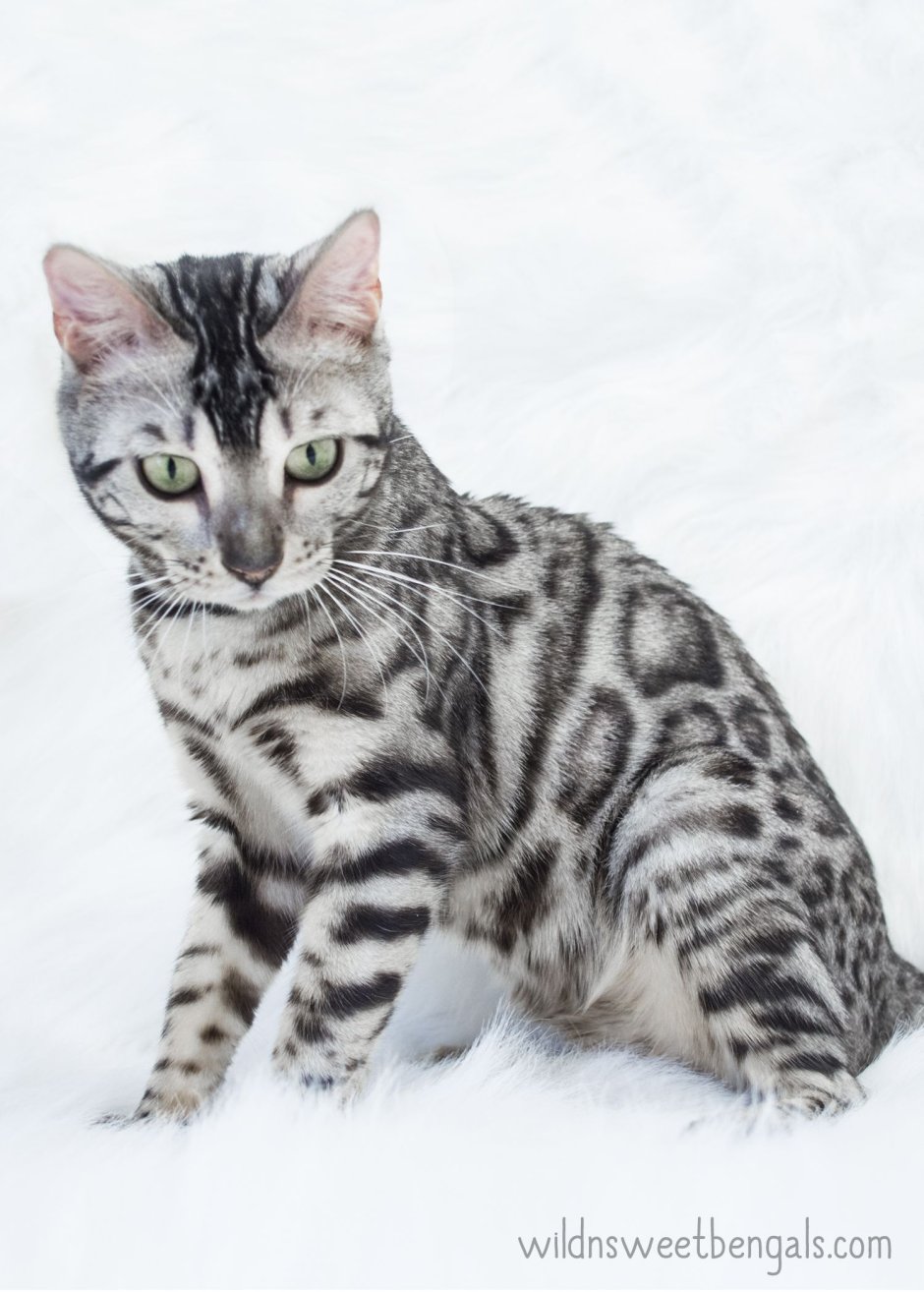Бенгальская кошка меланистик