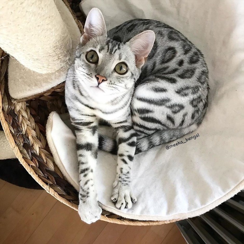 Валяный бенгальский кот