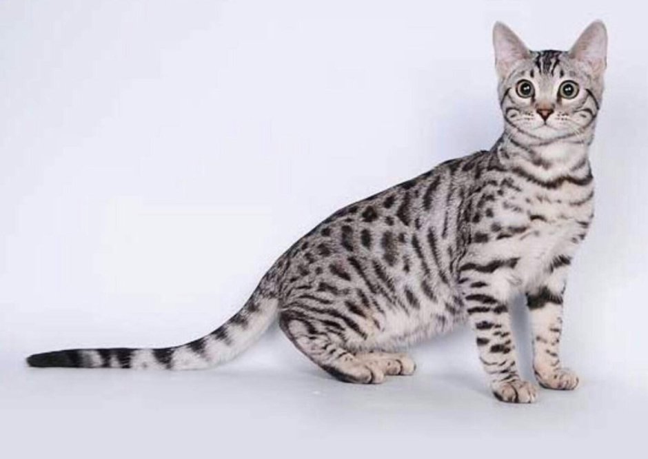 Кошки бенгальской породы