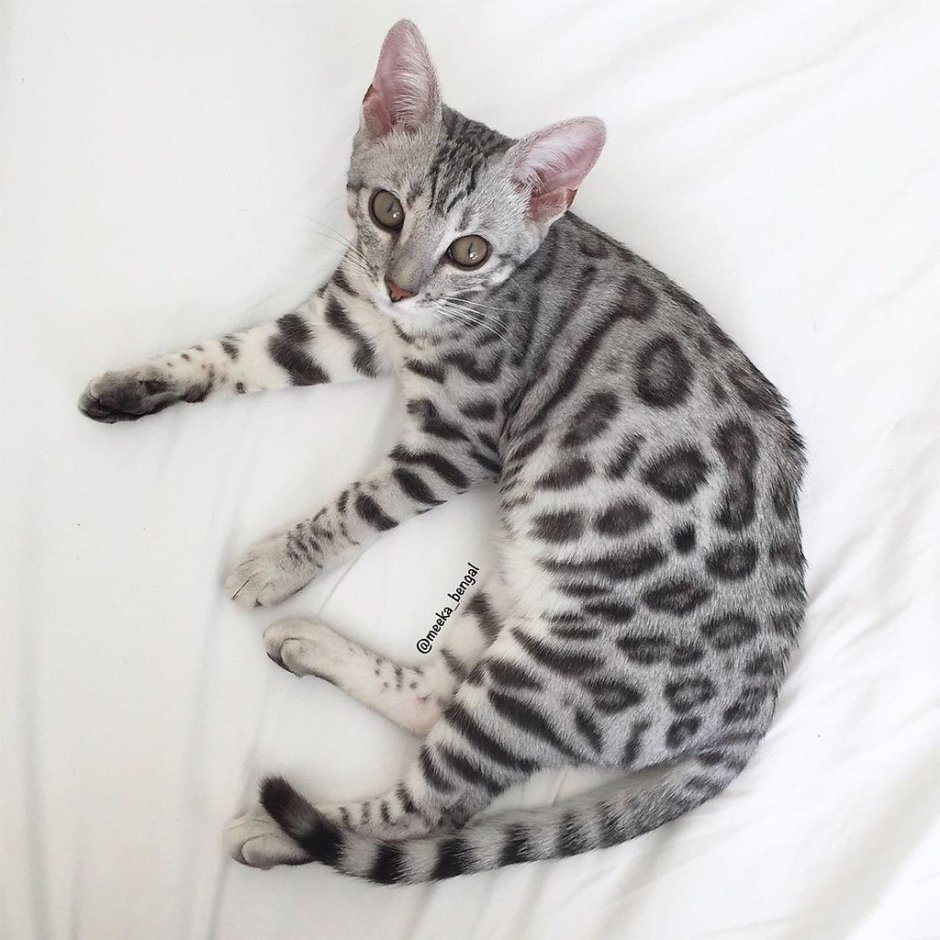 Голубой бенгальский кот