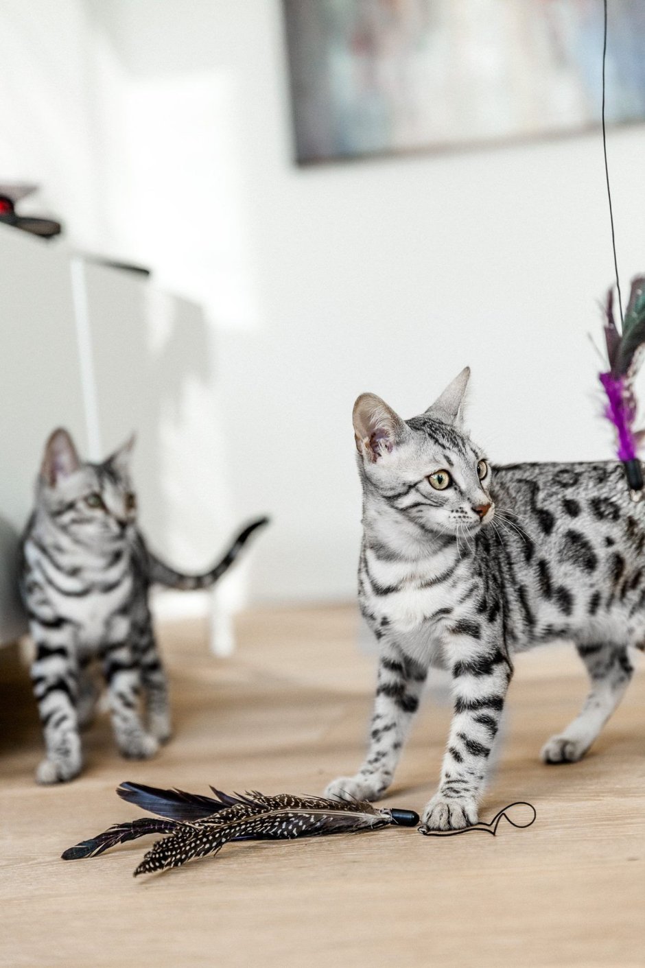 Silver Bengal Cat