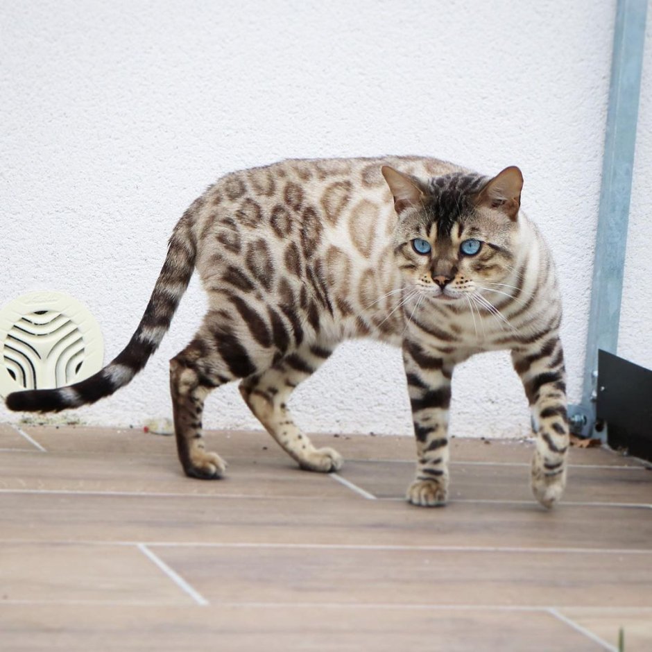 Серебристый бенгальский кот