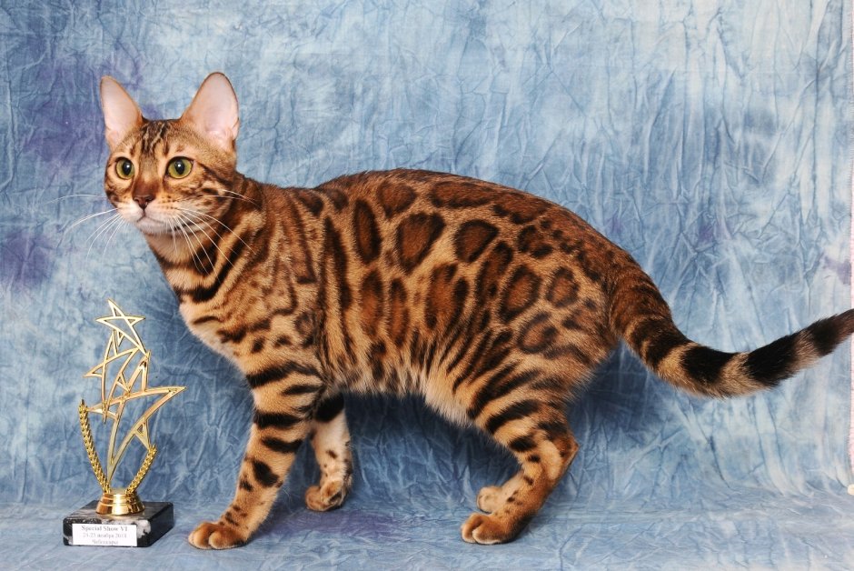 Серебристый бенгальский кот