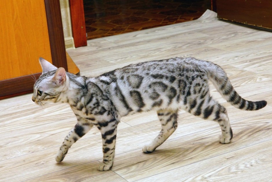 Бенгальский кот снежный Линкс