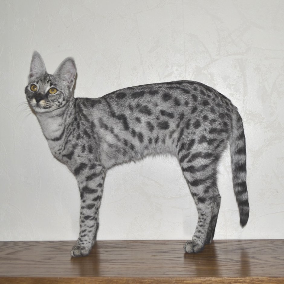 Серебристый бенгальский кот