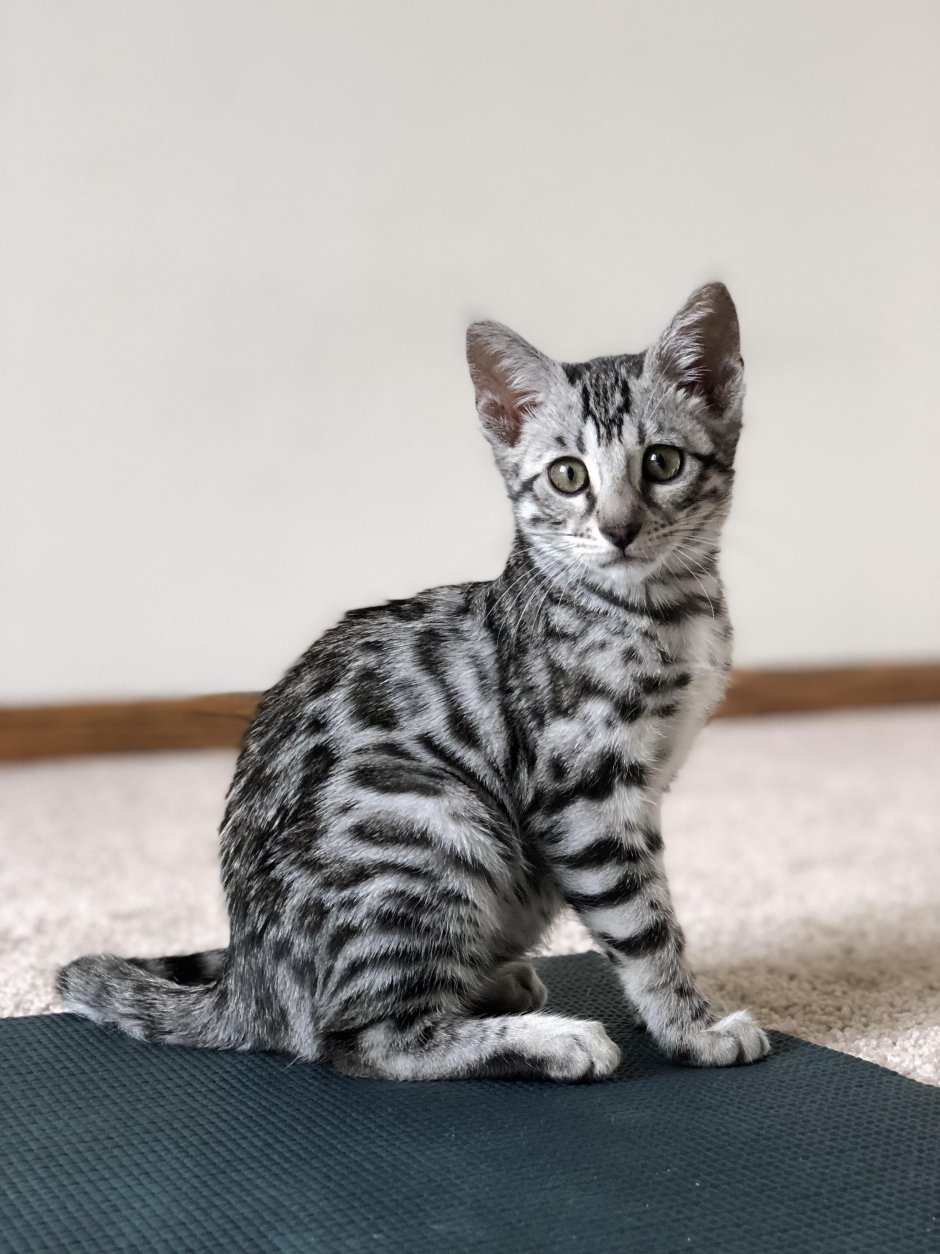 Бенгальская кошка Сильвер