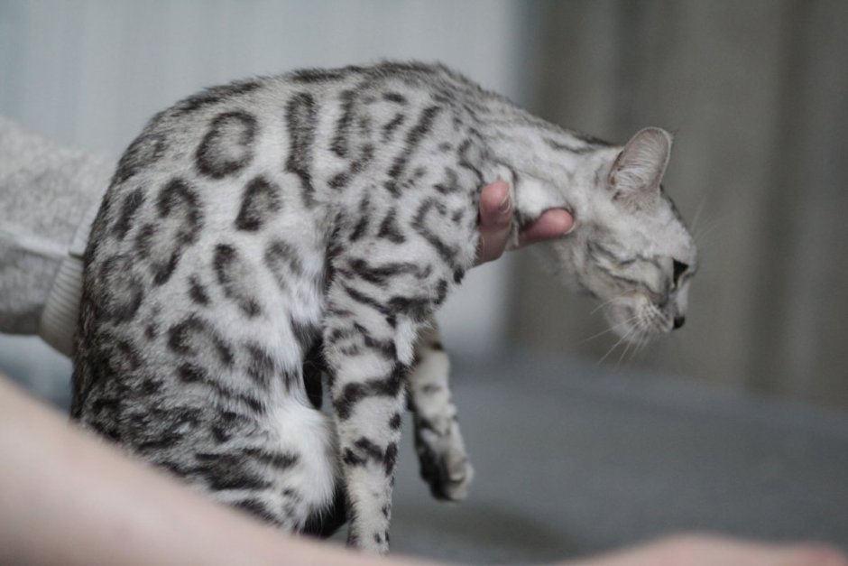 Бенгальская кошка на руках