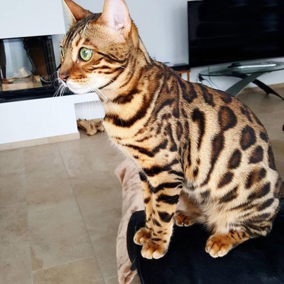 Silver Bengal Cat