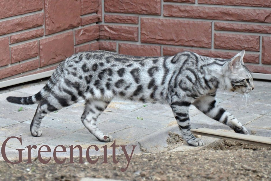 Домашний леопард Бенгальская кошка