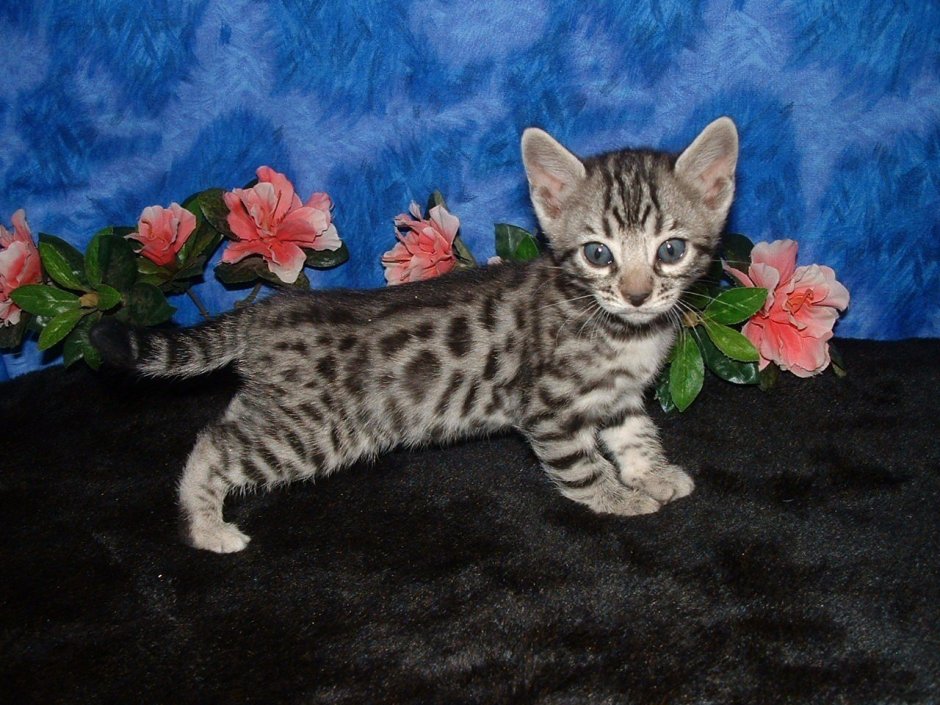 Бенгальские кошки дымча