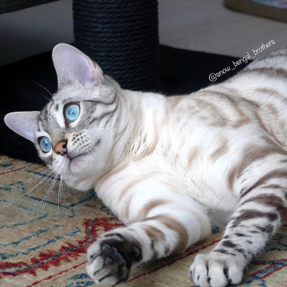 Саванна кошка белая