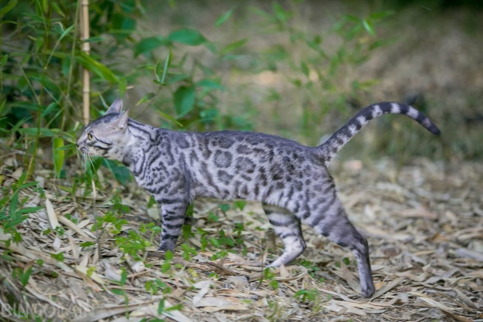 Египетская МАУ кошка