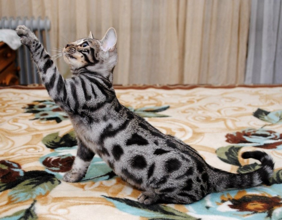 Бенгальская кошка