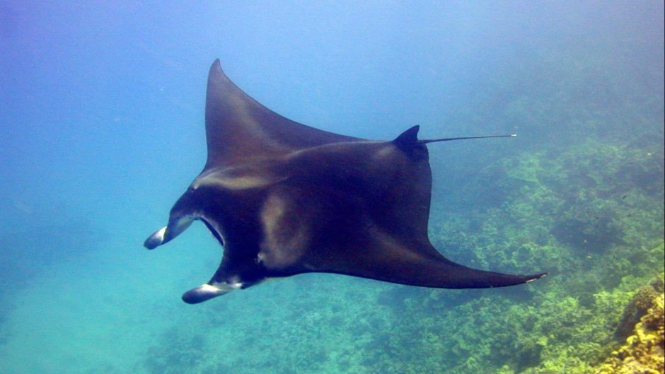 Морской дьявол Скат Манта