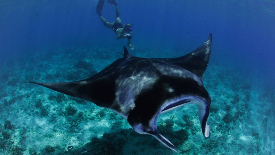 Королевская Манта Скат