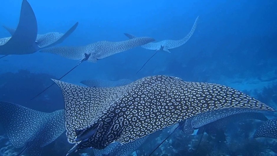 Пятнистый орляк Атлантического океана