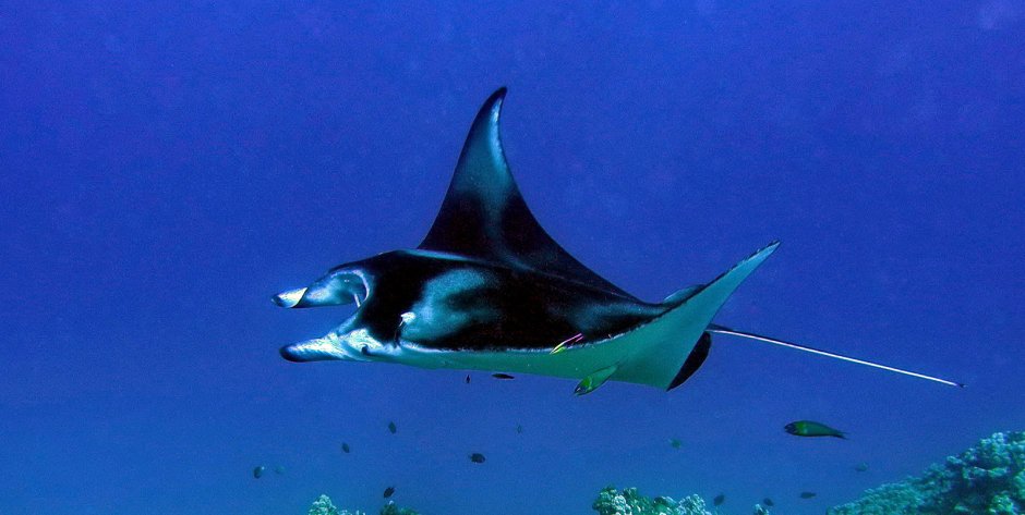 Скат мантия