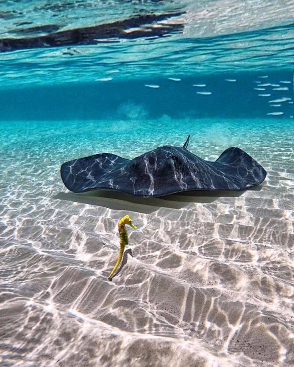 Скат Атлантический